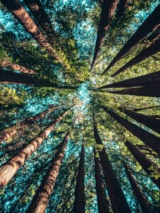 trees 02.jpg