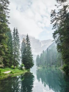 trees rivers 02.jpg